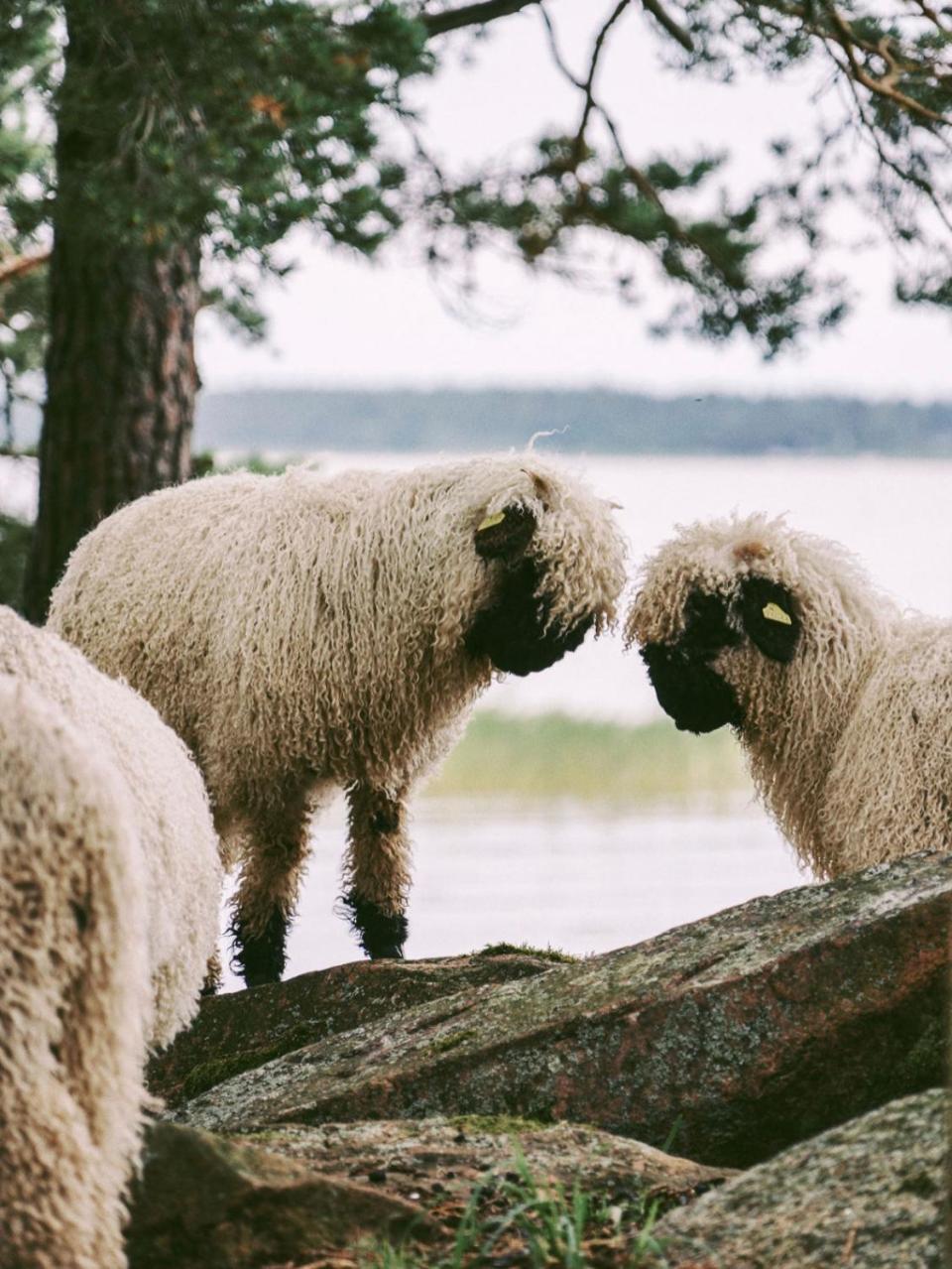 Snaellfaell Country Living - Akerbo Gard Charmigt Renoverad Flygel Kristinehamn Exteriör bild